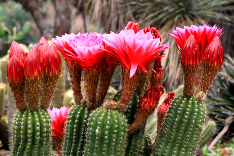 Файл:Echinopsis huascha ssp. huascha.jpg