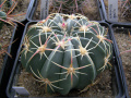 Ferocactus macrodiscus ssp. macrodiscus 4.JPG