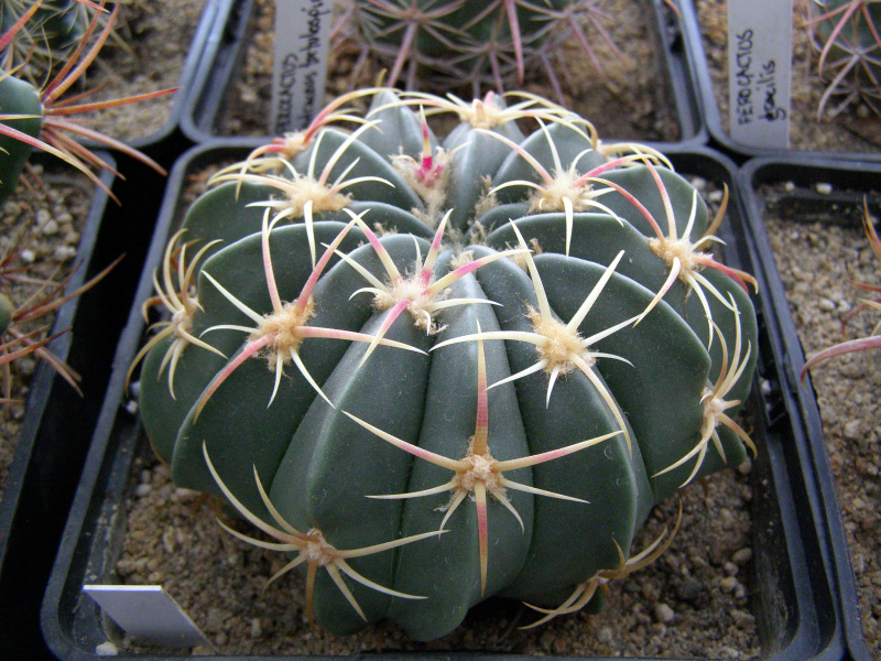 Файл:Ferocactus macrodiscus ssp. macrodiscus 4.JPG