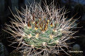 Gymnocalycium hossei v. longispinum