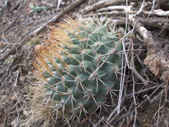 Gymnocalycium pflanzii ssp. pflanzii 3.JPG