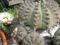Gymnocalycium quehlianum.jpg