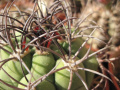 Gymnocalycium saglionis