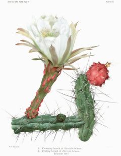 Harrisia tortuosa filtered.jpg