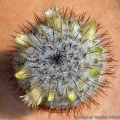 Mammillaria halbingeri 68.jpg