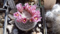 Mammillaria hermosana VZD 1181