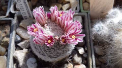 Mammillaria hermosana VZD 1181.jpg