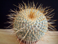 Mammillaria muehlenpfordtii 7.jpg