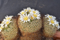 Mammillaria weingartiana 3.jpg