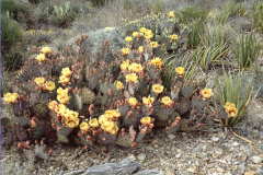 Opuntia macrocentra 1.jpg