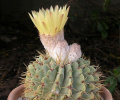 Parodia buiningii 02.jpg