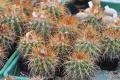 Parodia maassii