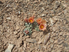 Pediocactus bradyi despainii CPC.jpg