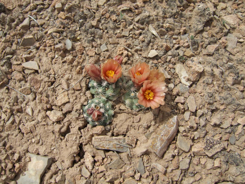 Файл:Pediocactus bradyi despainii CPC.jpg