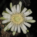 Peniocereus castellae 3.jpeg