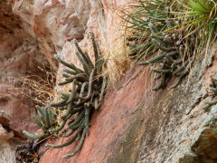 Pilosocereus pusillibaccatus 12.jpg