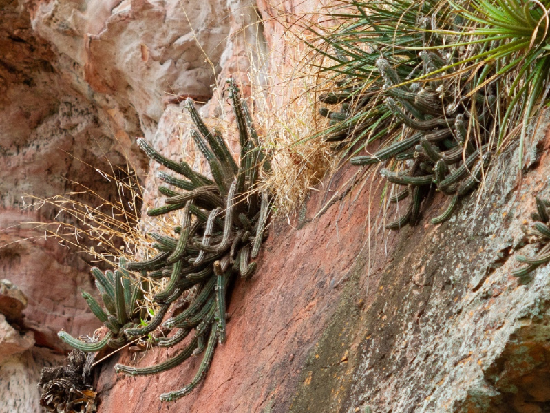 Файл:Pilosocereus pusillibaccatus 12.jpg
