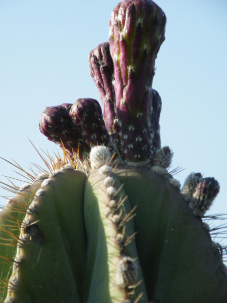 Файл:Stenocereus dumortieri 01.jpg