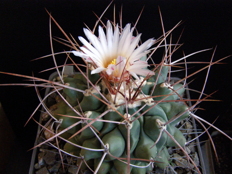 Файл:Thelocactus rinconensis var. rinconensis.JPG