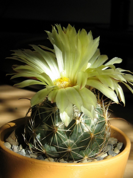Файл:Coryphantha cornifera2.jpg