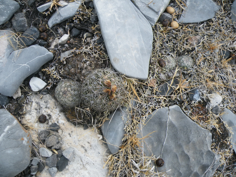 Файл:Coryphantha delicata 0.jpg