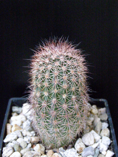 Echinocereus dasyacanthus.JPG