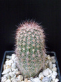 Echinocereus dasyacanthus.JPG