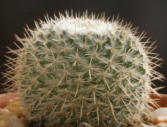 Mammillaria albilanata 0.jpg
