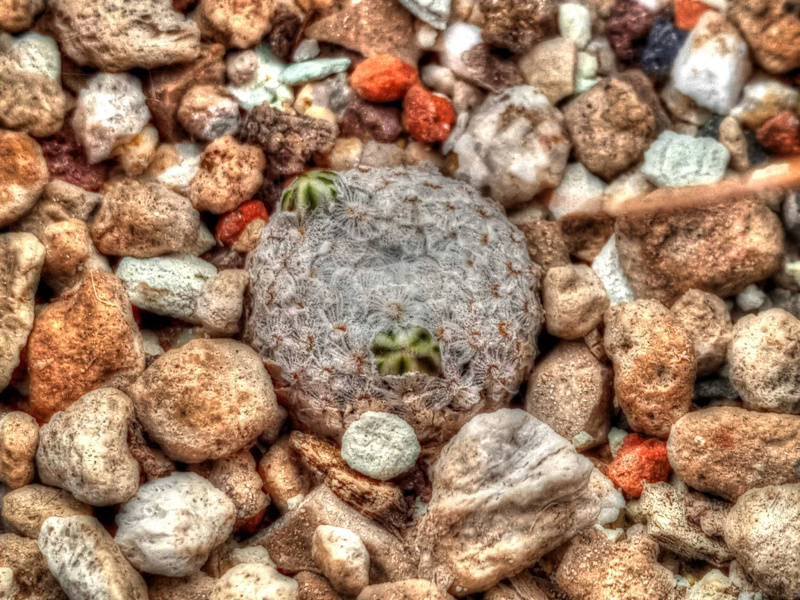 Файл:Mammillaria breviplumosa 49.jpg