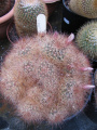 Mammillaria carretii 1.jpg