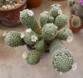Mammillaria schiedeana giselae 3.jpg
