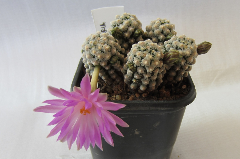 Файл:Mammillaria theresae.jpg