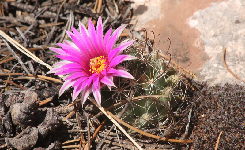 Файл:Mammillaria wrightii ssp. wrightii 1h.jpg