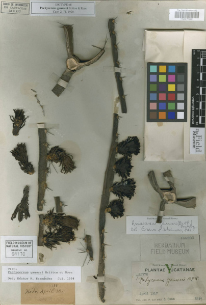 Файл:Pachycereus gaumeri web.jpg