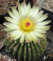 Parodia buiningii 5.jpg