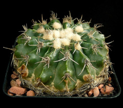 Parodia turbinata 2 wc.jpg