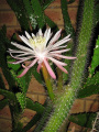 Peniocereus serpentinus