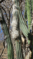 Pilosocereus alensis