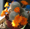 Rebutia fiebrigii