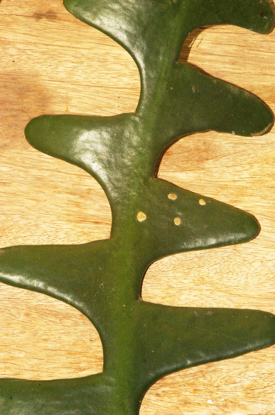 Файл:Selenicereus anthonyanus 2.jpg