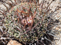 Stenocactus dichroacanthus 4h.jpg