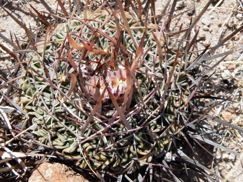Файл:Stenocactus dichroacanthus 4h.jpg
