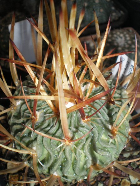 Файл:Stenocactus multicostatus 1.jpg