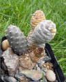 Tephrocactus articulatus var. inermis