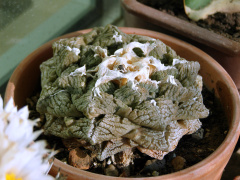 Ariocarpus fissuratus.JPG