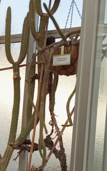 Файл:Cleistocactus longiserpens 37.jpg