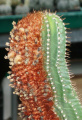 Coleocephalocereus pluricostatus uebelmanniorum.jpg