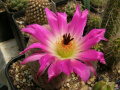 Echinocereus rigidissimus ssp. rubispinus.jpg