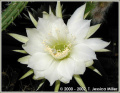 Echinopsis hahniana 2.jpg