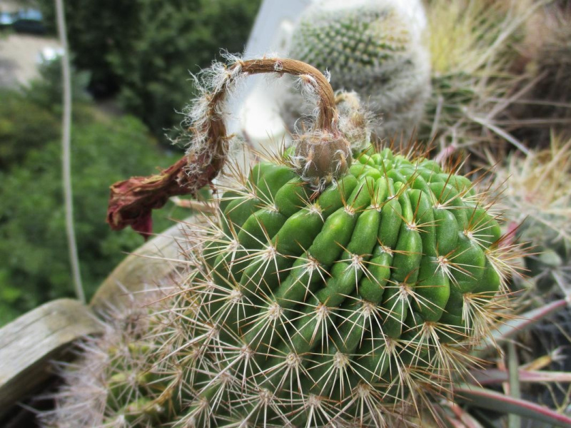 Файл:Echinopsis mamillosa v. kermesina 43.jpg